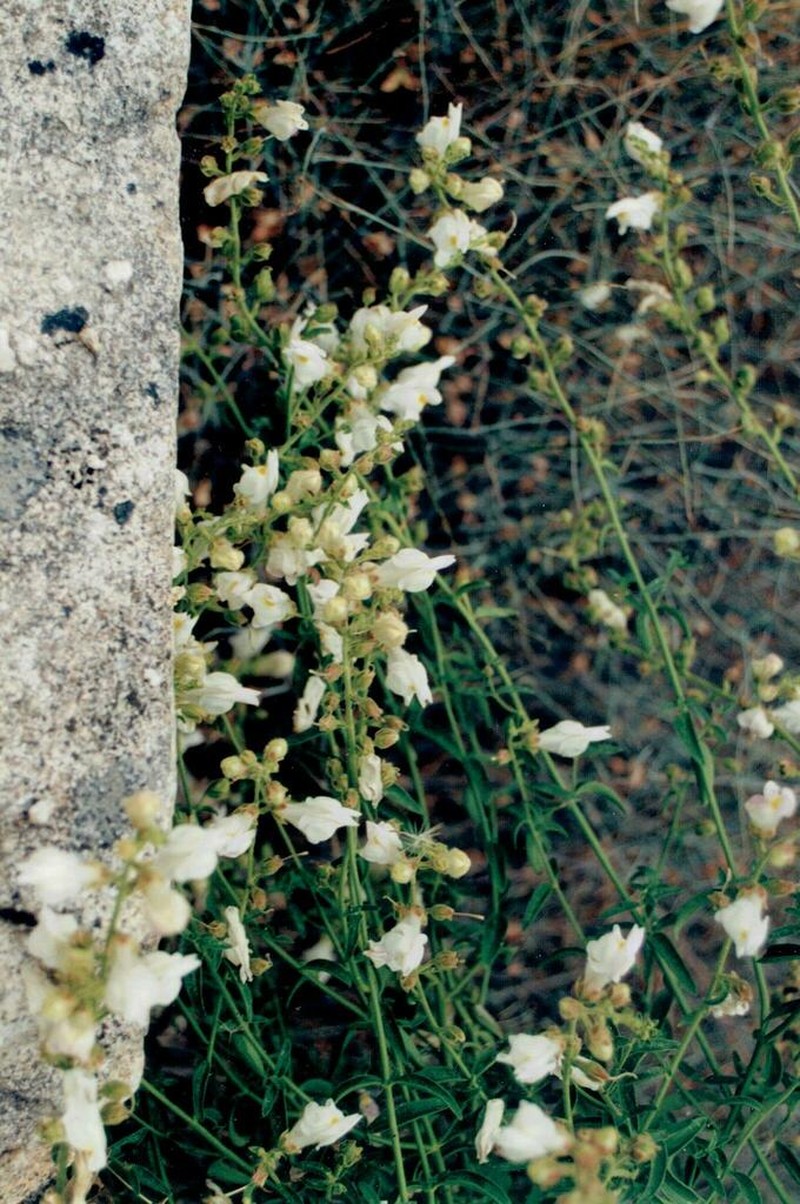 Antirrhinum graniticum photo 4