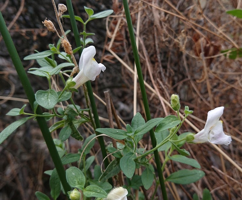 Antirrhinum graniticum photo 5