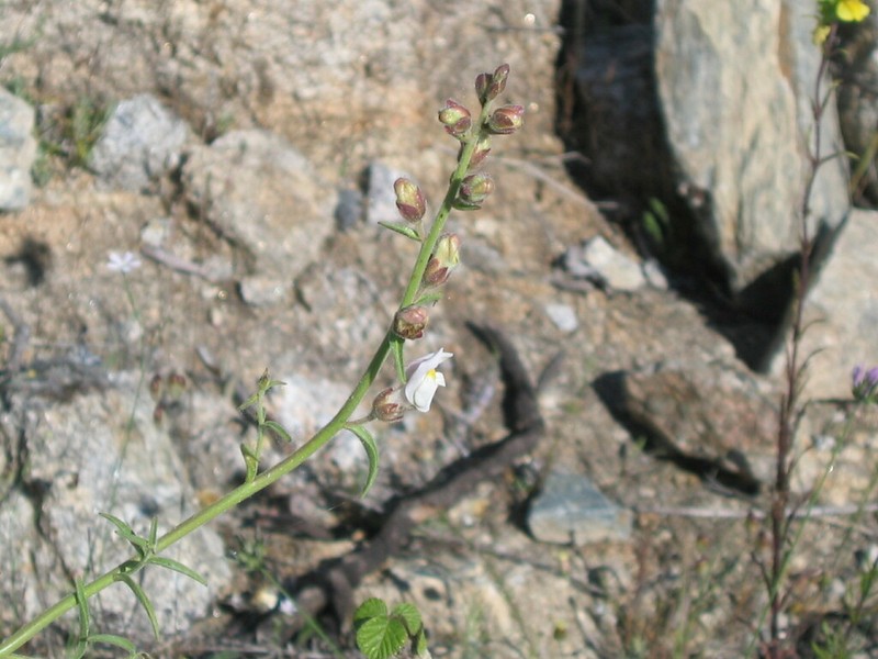 Antirrhinum graniticum photo 6