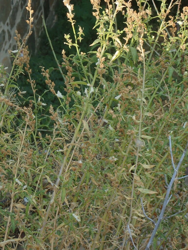 Antirrhinum graniticum photo 7