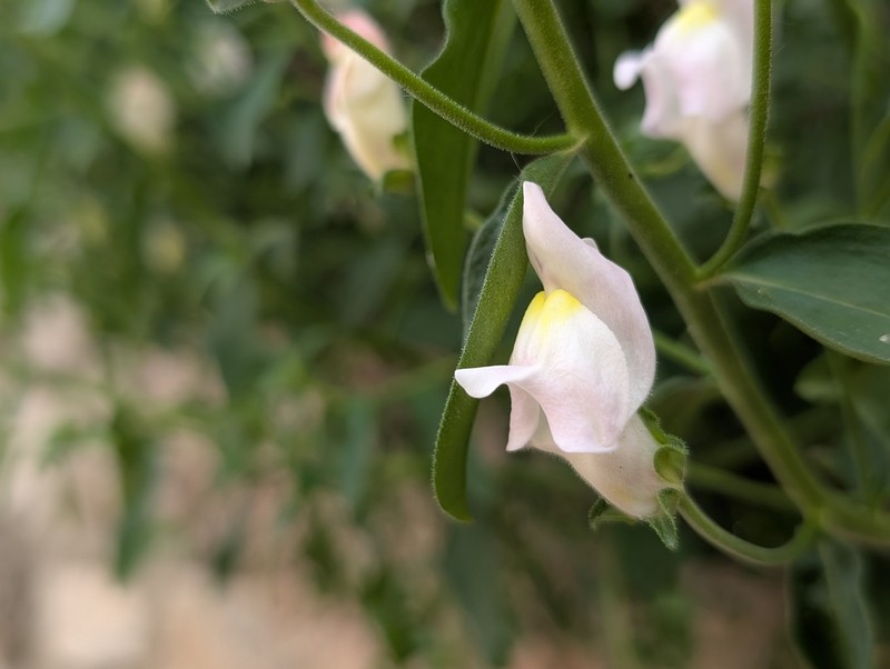 Antirrhinum graniticum photo 8
