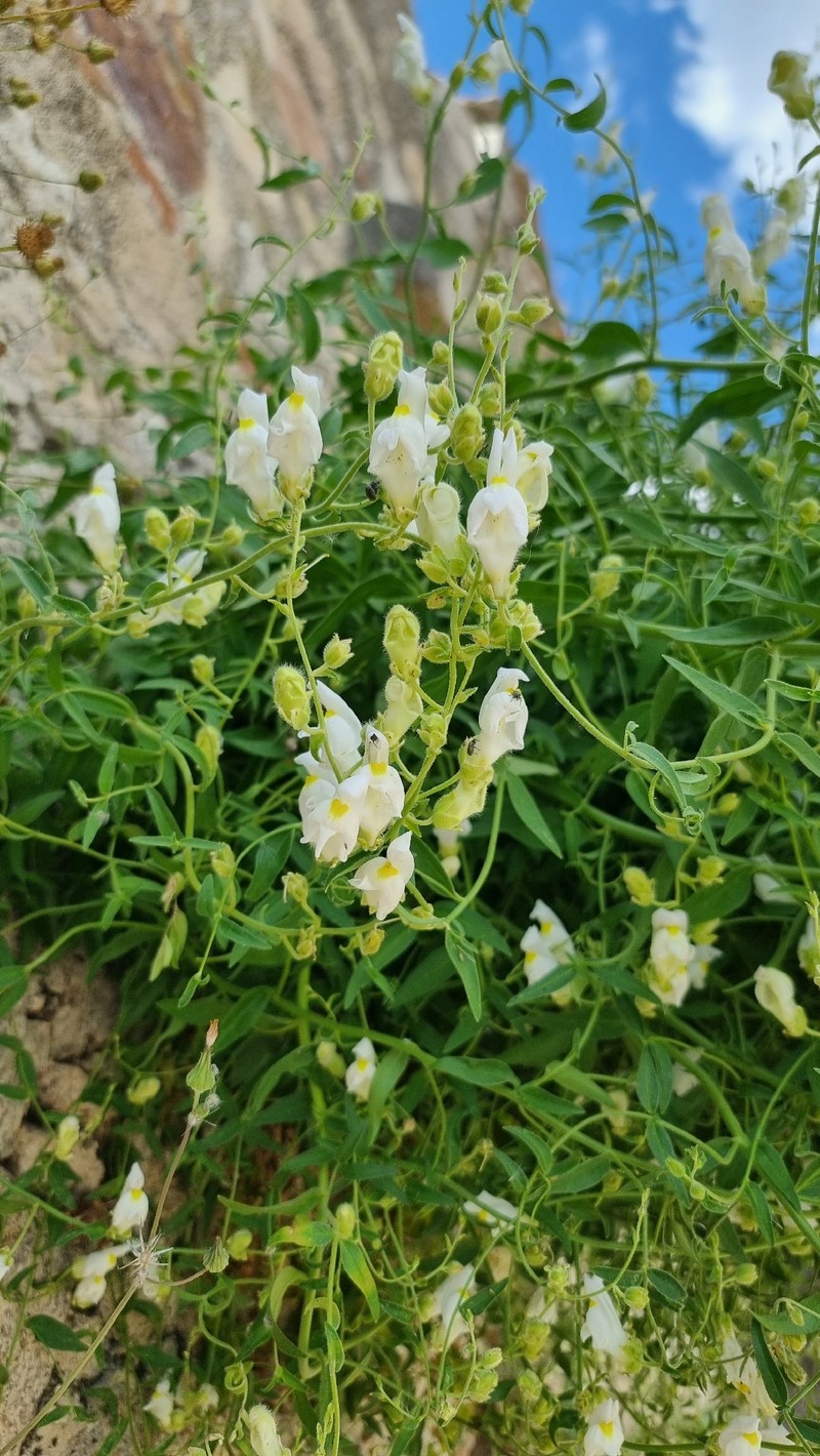 Antirrhinum graniticum subsp. graniticum