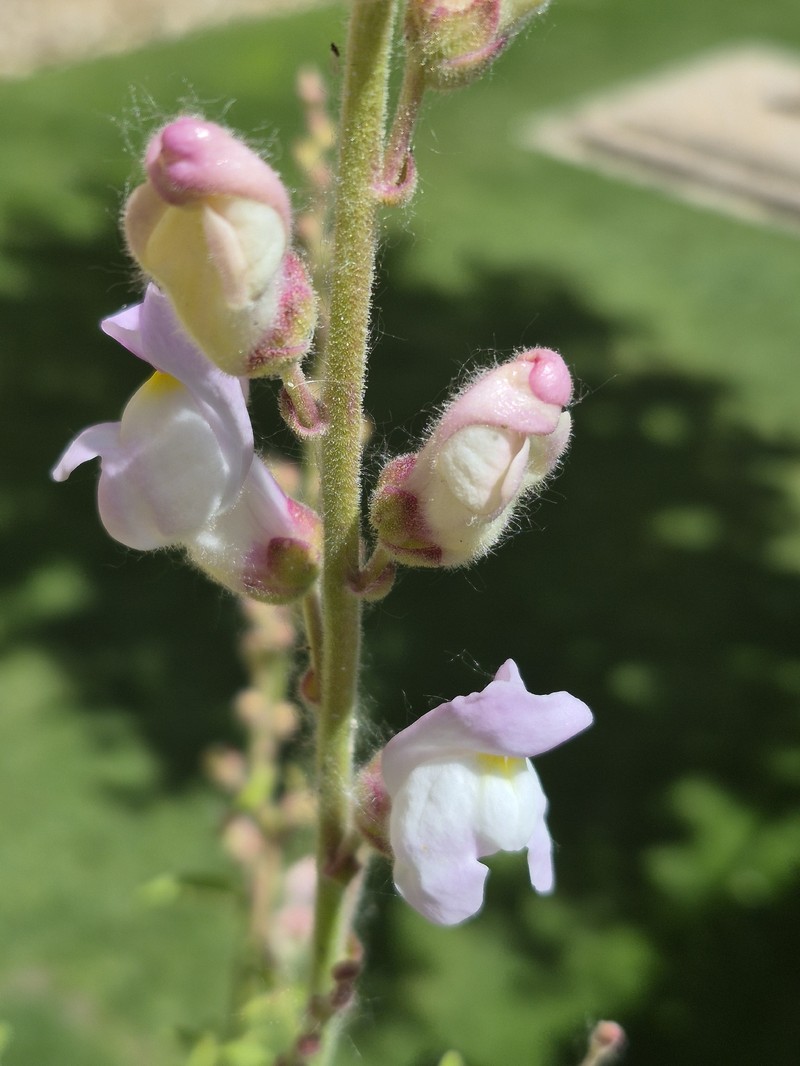 Antirrhinum graniticum subsp. graniticum photo 2