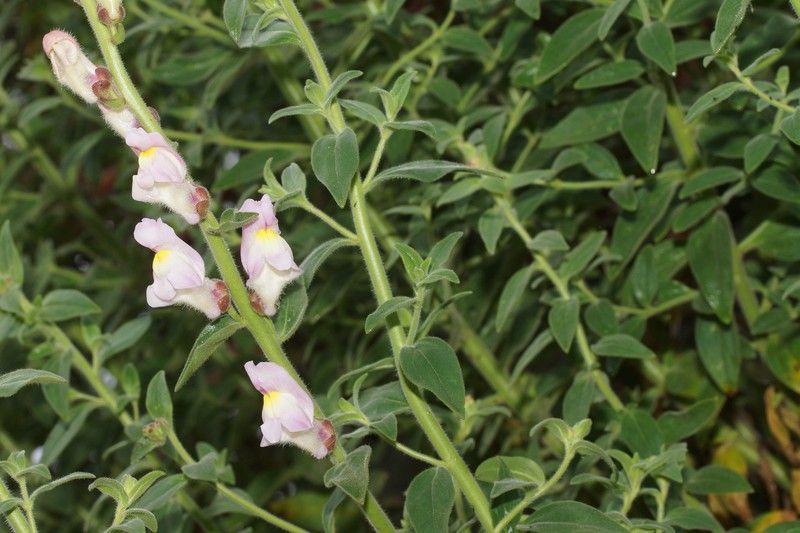 Antirrhinum graniticum subsp. graniticum photo 3