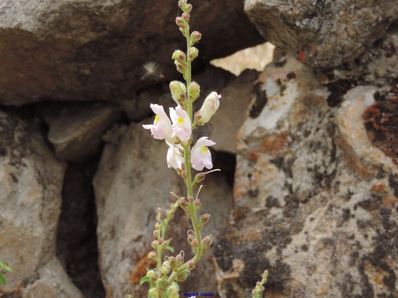 Antirrhinum graniticum subsp. graniticum photo 4