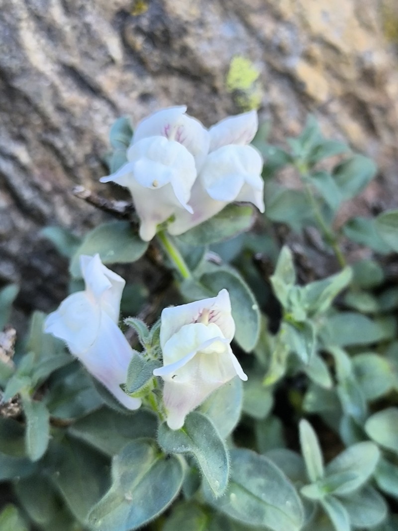 Antirrhinum grosii