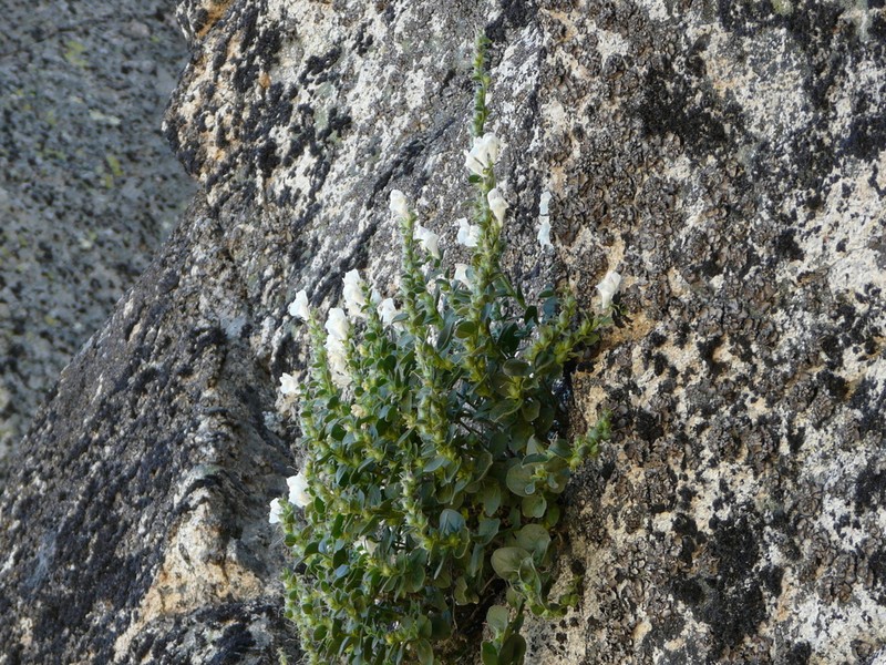 Antirrhinum grosii photo 2