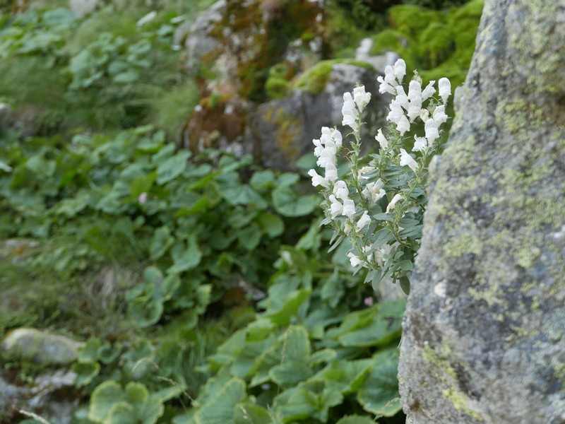 Antirrhinum grosii photo 3