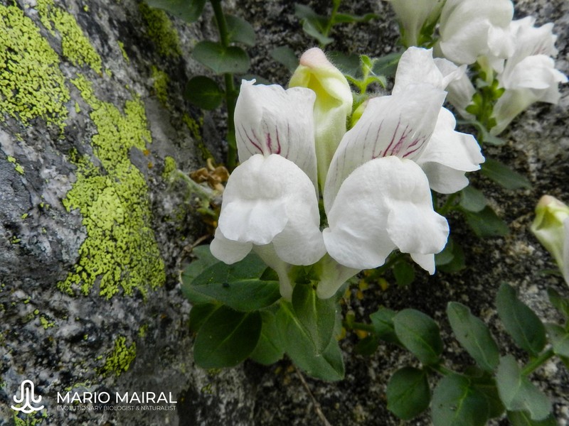 Antirrhinum grosii photo 4