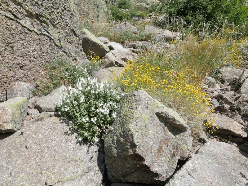 Antirrhinum grosii photo 5
