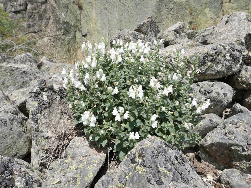 Antirrhinum grosii photo 6
