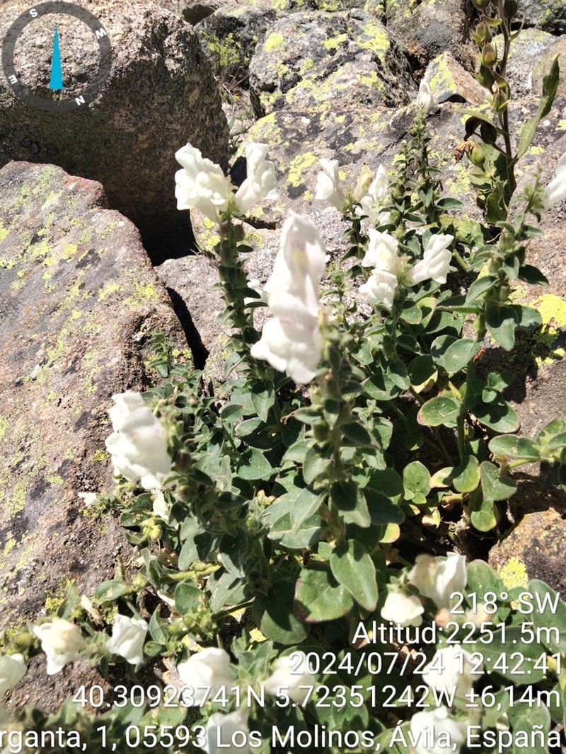 Antirrhinum grosii photo 7