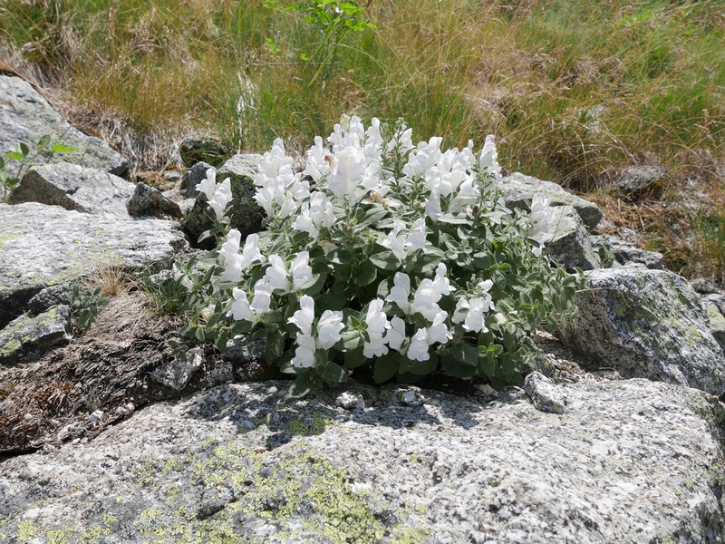 Antirrhinum grosii photo 8