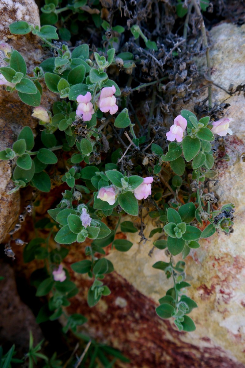 Antirrhinum hispanicum