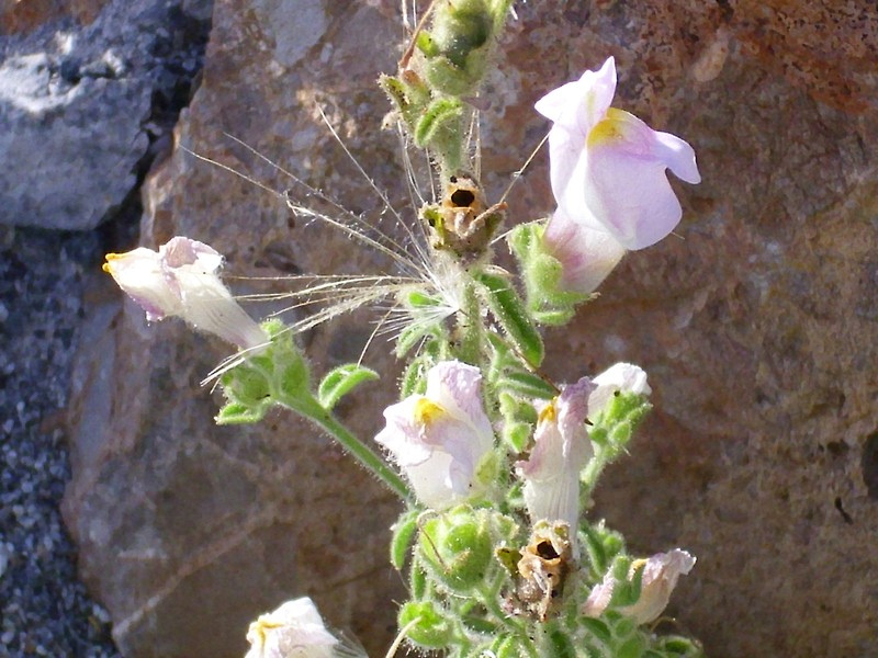 Antirrhinum hispanicum photo 2