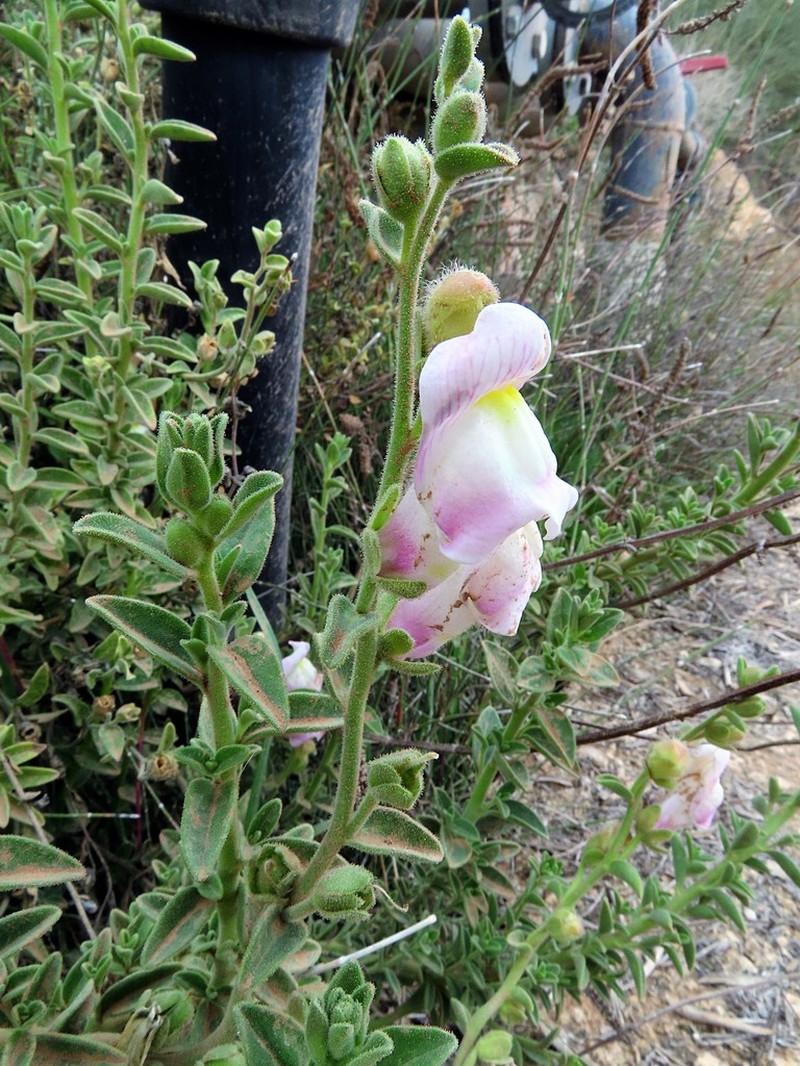 Antirrhinum hispanicum photo 3
