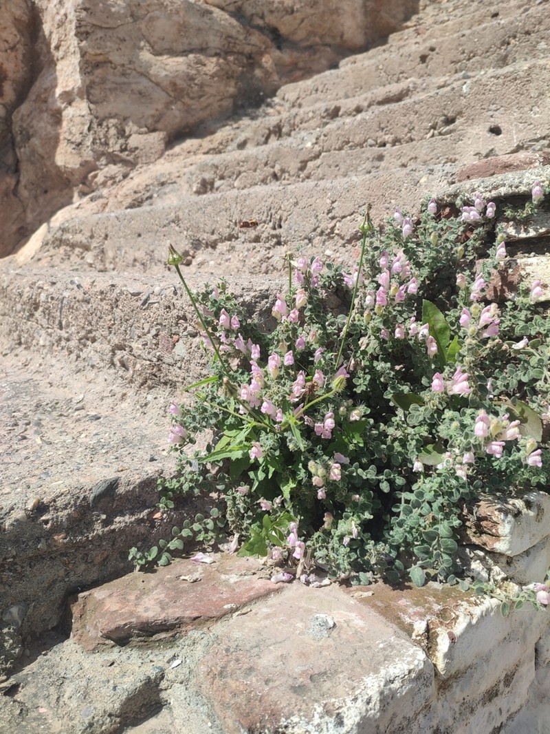 Antirrhinum hispanicum photo 4