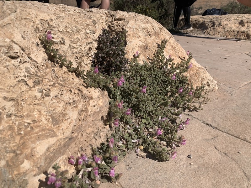 Antirrhinum hispanicum photo 5