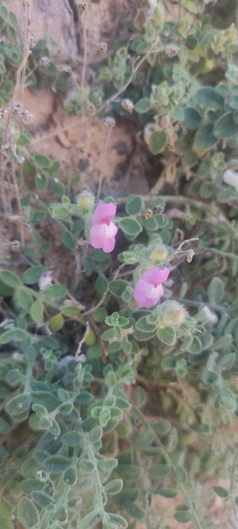 Antirrhinum hispanicum photo 6