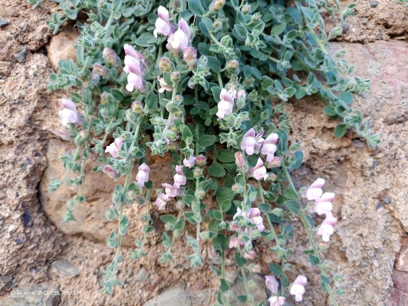 Antirrhinum hispanicum photo 7