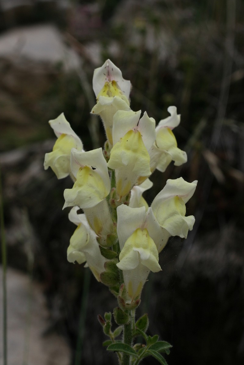 Antirrhinum latifolium