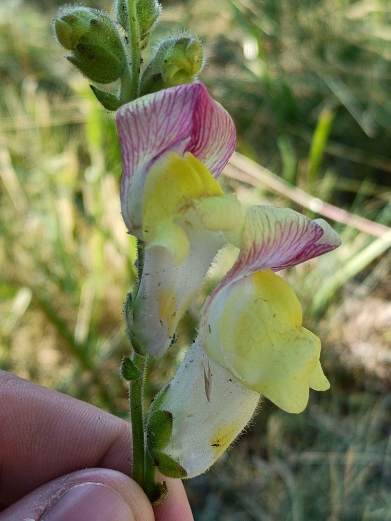 Antirrhinum latifolium photo 2