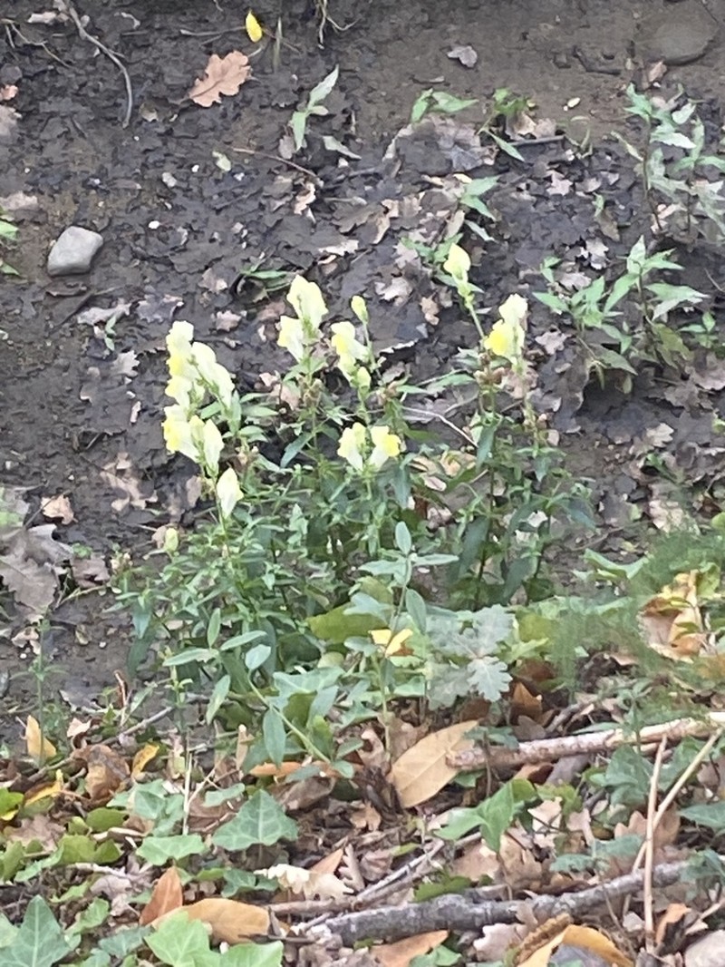 Antirrhinum latifolium photo 3