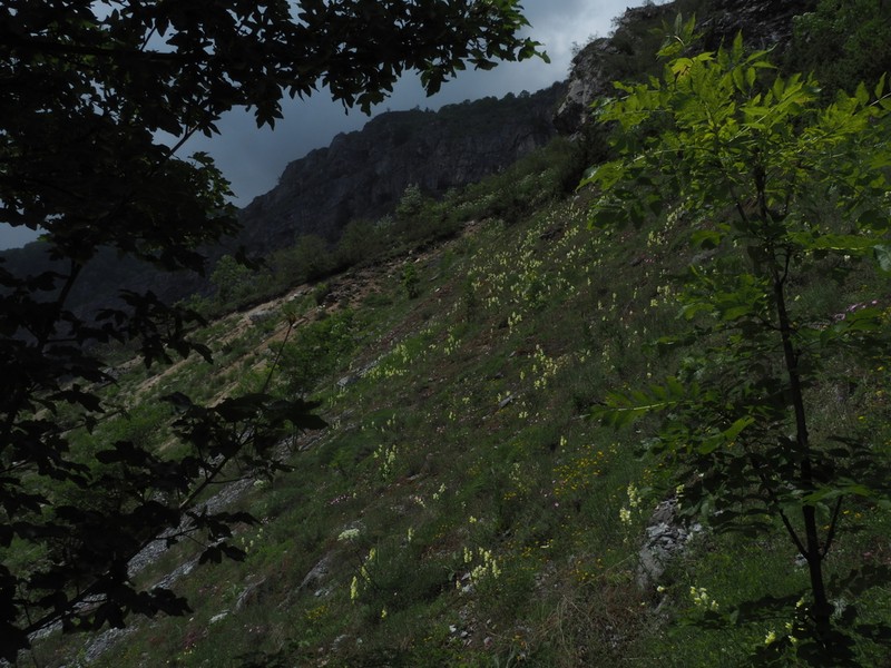 Antirrhinum latifolium photo 4