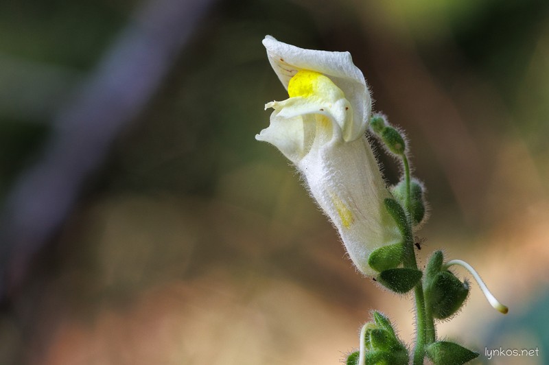 Antirrhinum latifolium photo 5