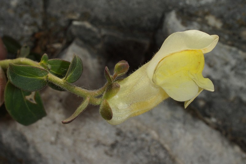 Antirrhinum latifolium photo 6