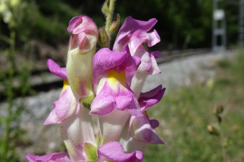 Antirrhinum latifolium photo 7