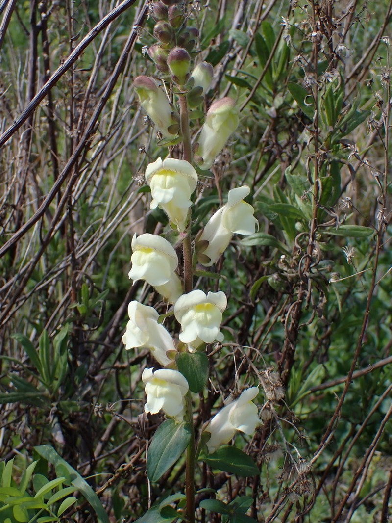 Antirrhinum latifolium photo 8