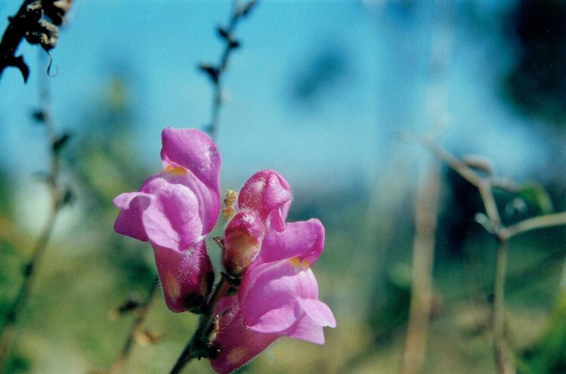 Antirrhinum linkianum
