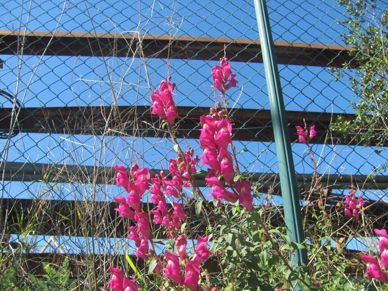 Antirrhinum linkianum photo 2