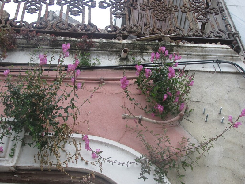 Antirrhinum linkianum photo 3