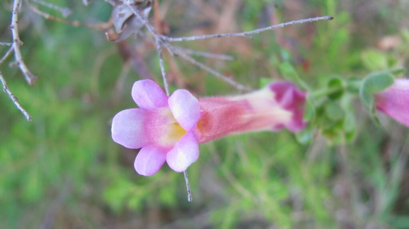 Antirrhinum linkianum photo 4