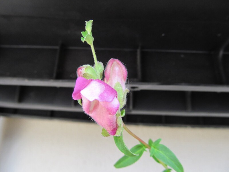 Antirrhinum linkianum photo 5
