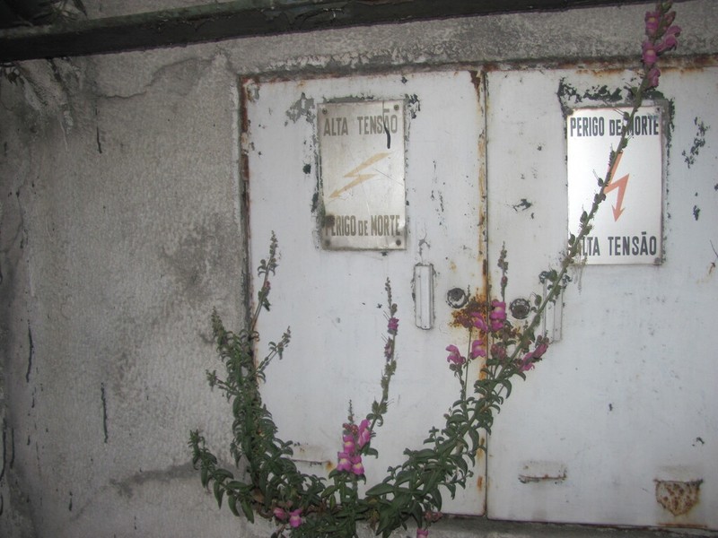 Antirrhinum linkianum photo 7