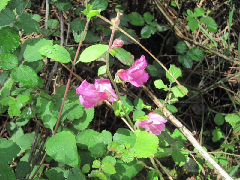 Antirrhinum linkianum photo 8