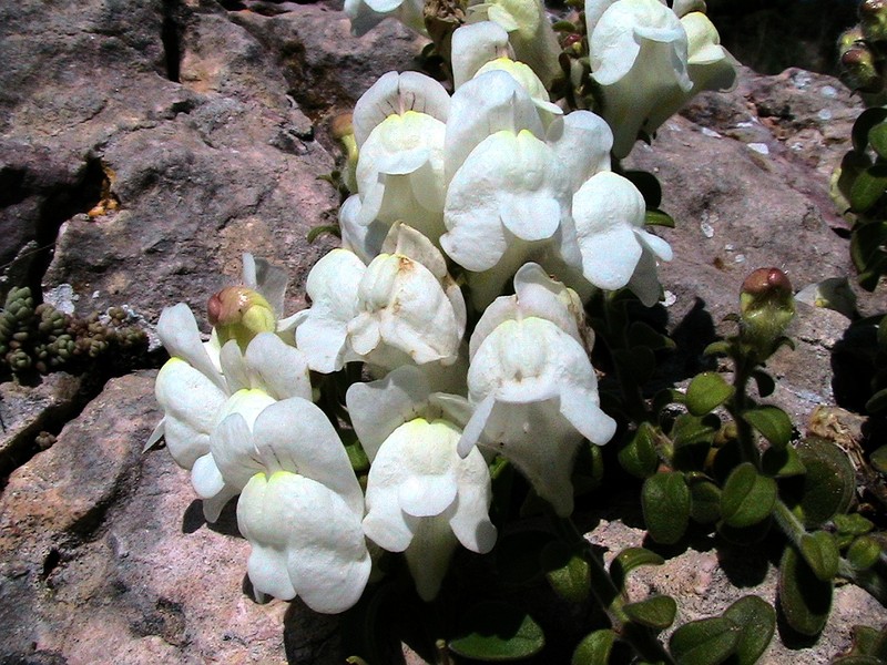 Antirrhinum lopesianum