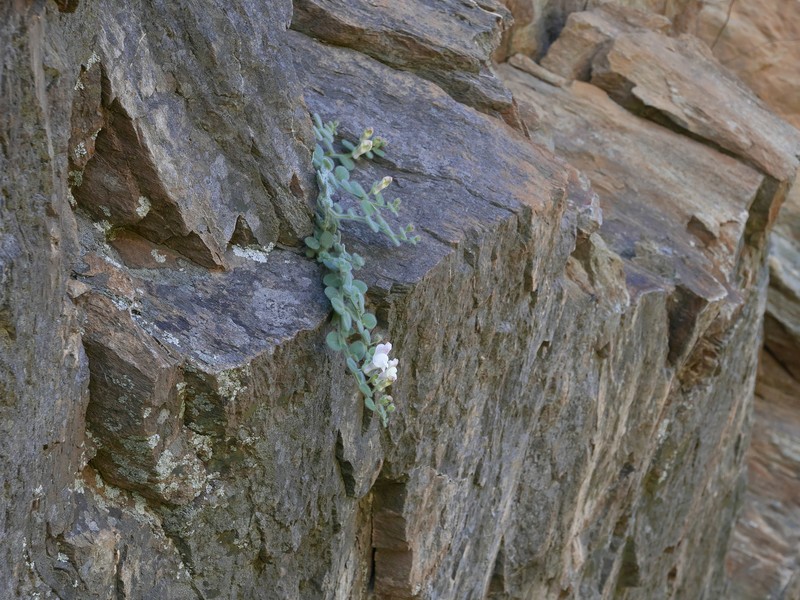 Antirrhinum lopesianum photo 3