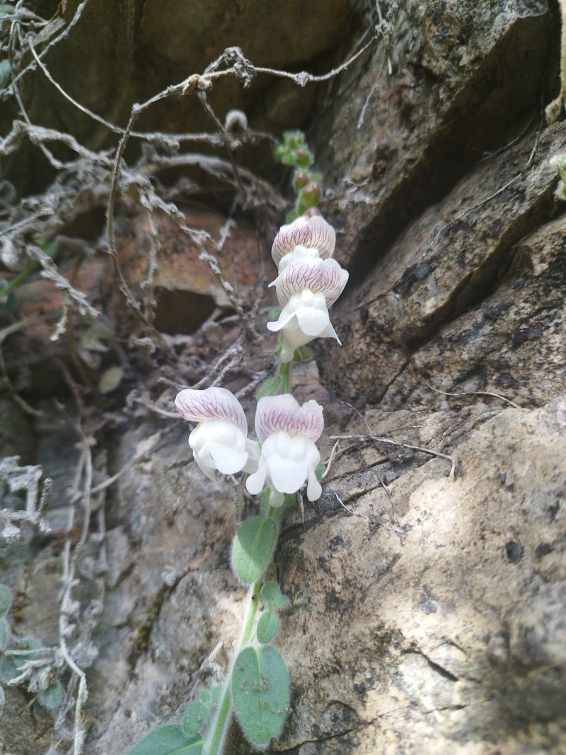 Antirrhinum lopesianum photo 4
