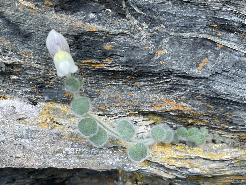 Antirrhinum lopesianum photo 5
