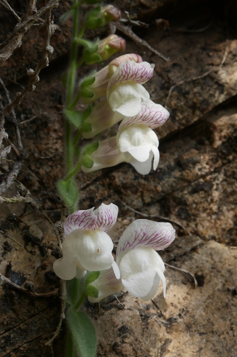 Antirrhinum lopesianum photo 6