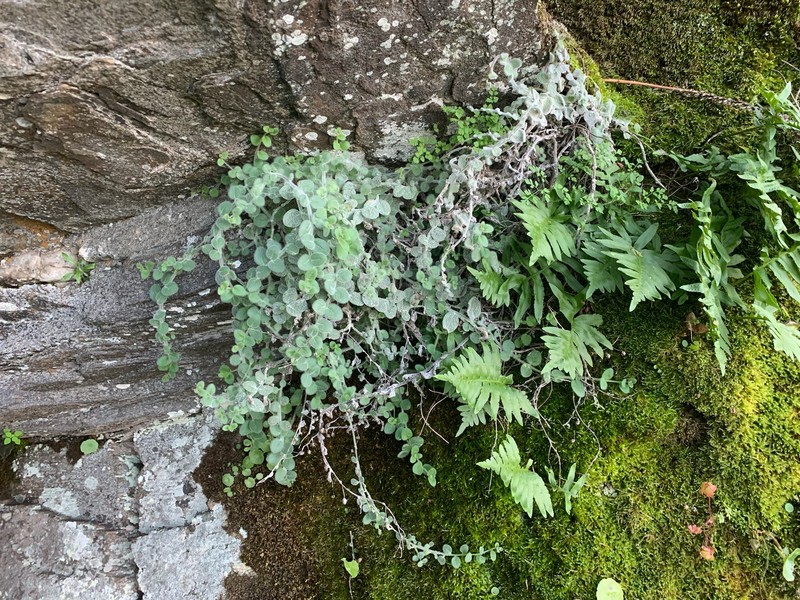 Antirrhinum lopesianum photo 7