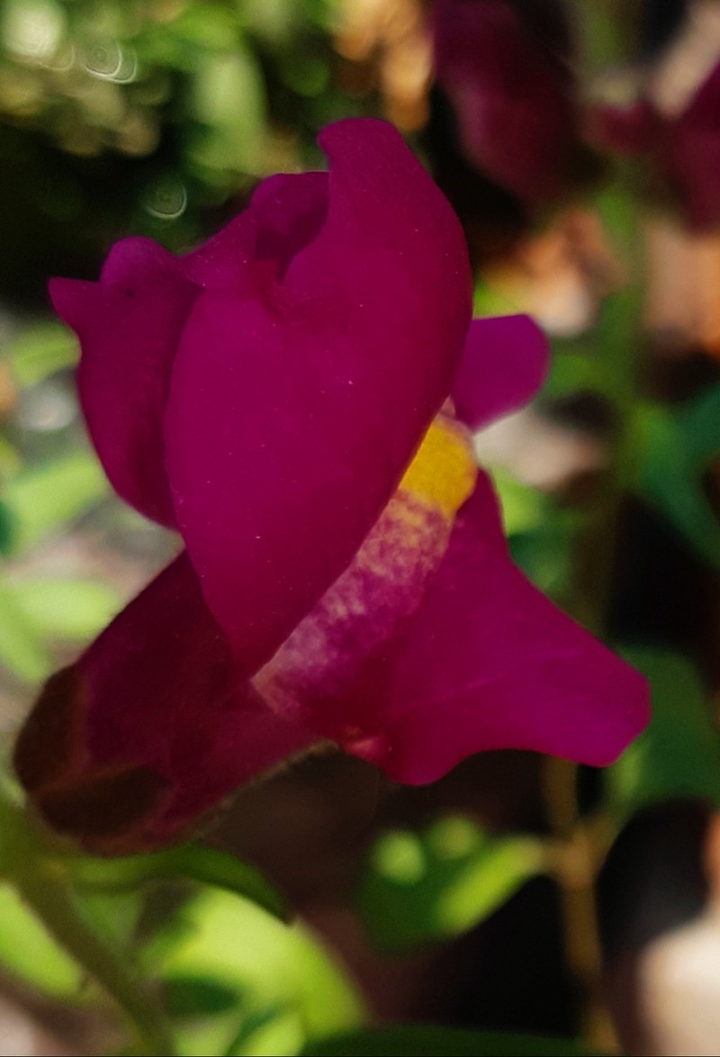 Garden Snapdragon photo 2