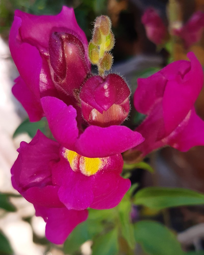 Garden Snapdragon photo 3