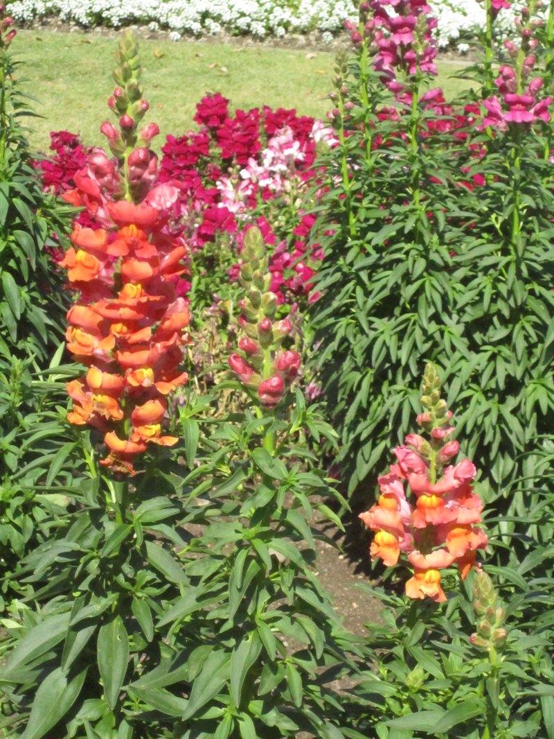 Garden Snapdragon