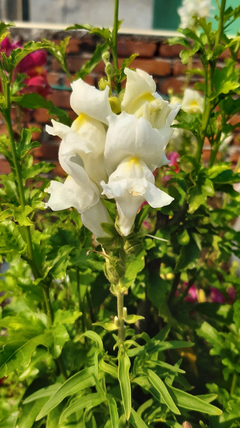 Garden Snapdragon photo 4