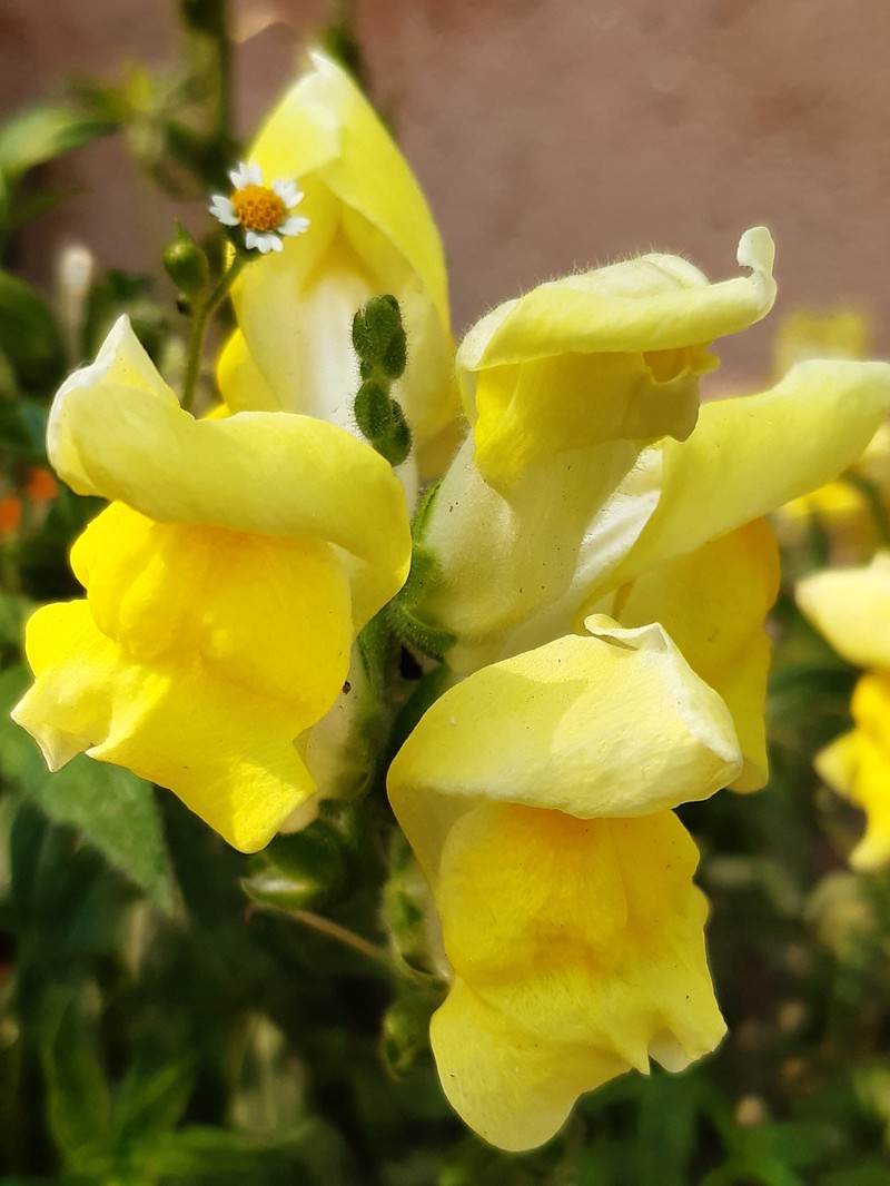 Garden Snapdragon photo 5